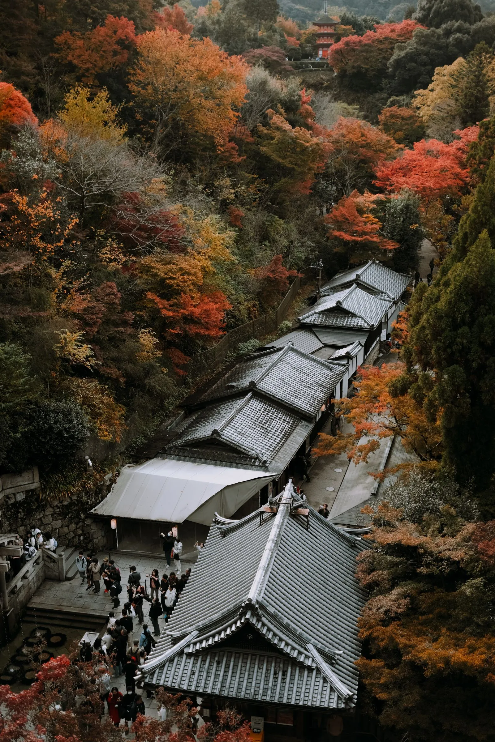 Kiyomizu-dera Temple in Kyoto surrounded by peak autumn maples