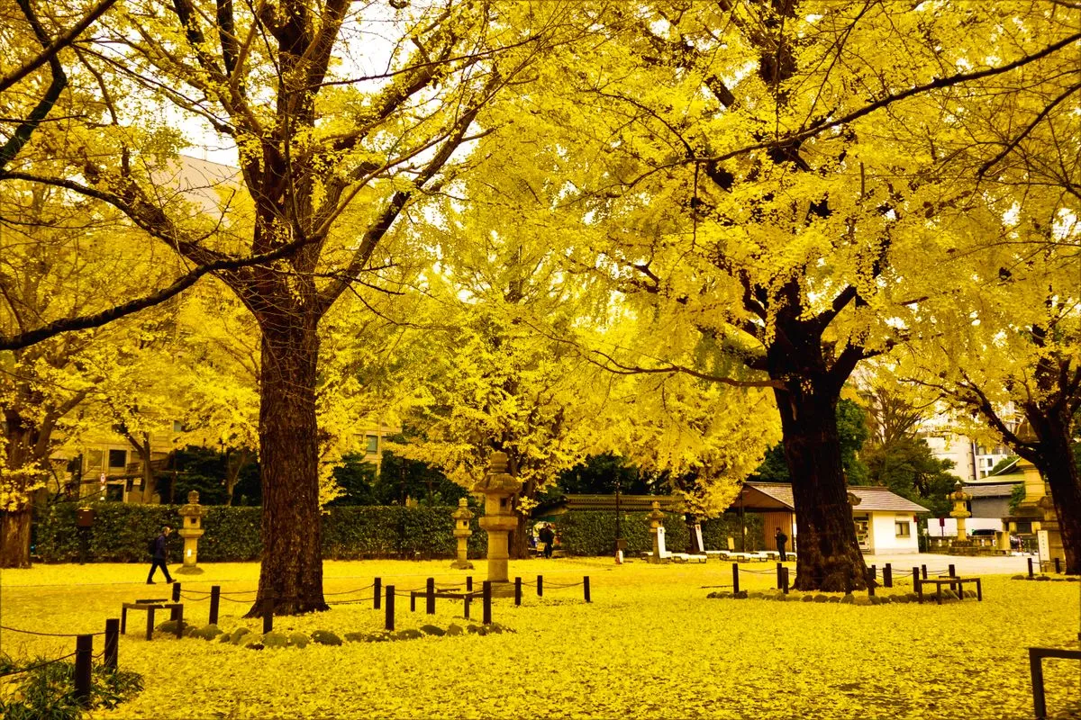 Golden ginkgo trees in a Tokyo park